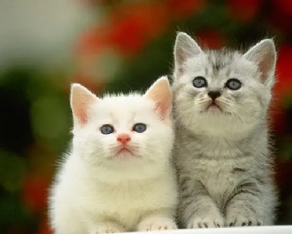 Các Tấm Ảnh Cute Của Con Mèo Hình Ảnh Con Mèo Được Yêu Thích Bởi Cộng Đồng Mạng