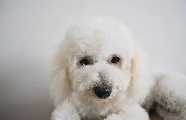 Hình Ảnh Cho Con Chó Hoạt Hình Màu Trắng: