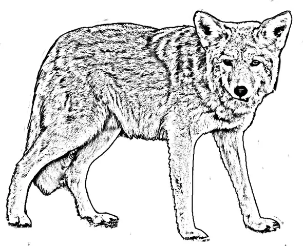 Hình Ảnh Cho Con Chó Hoạt Hình Màu Trắng: