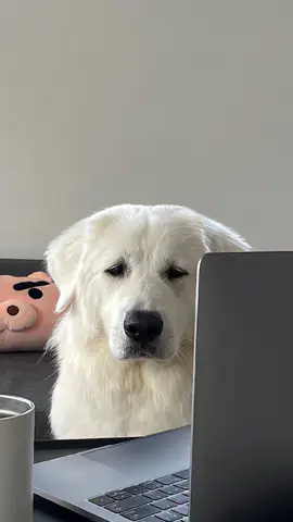 Ảnh Nền Con Chó Cute, Dễ Thương