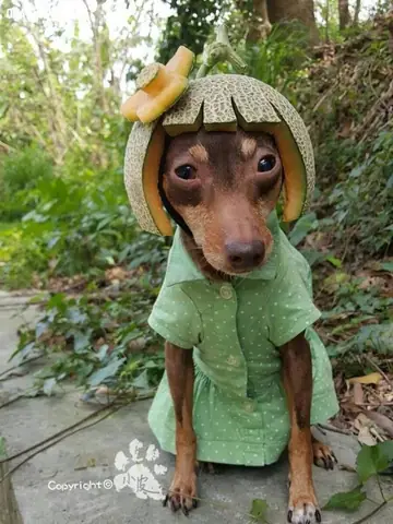 Hình Ảnh Cho Hình Ảnh Con Chó Buồn Cười: Hình Ảnh Cho Hình Ảnh Con Chó Buồn Cười: