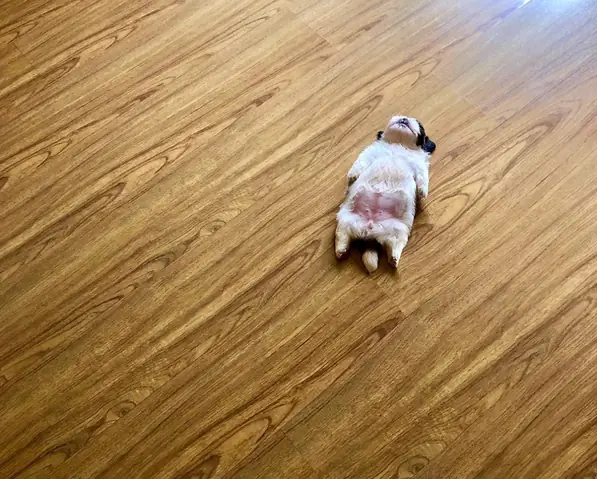 Hình Ảnh Cho Hình Ảnh Con Chó Buồn Cười: Hình Ảnh Cho Hình Ảnh Con Chó Buồn Cười: