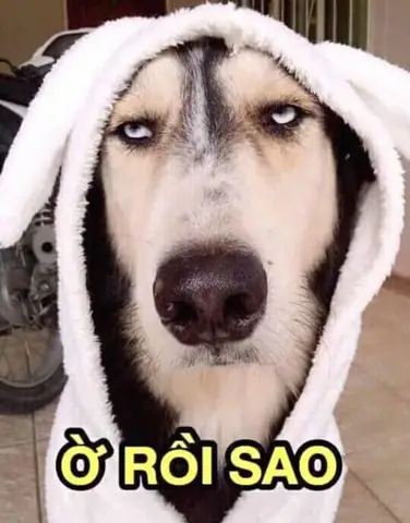 Hình Ảnh Cho Hình Ảnh Con Chó Buồn Cười: Hình Ảnh Cho Hình Ảnh Con Chó Buồn Cười: