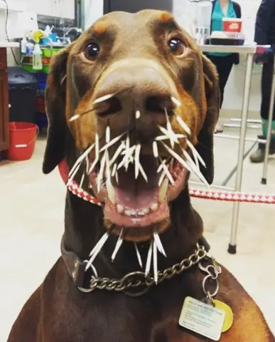 Hình Ảnh Cho Hình Ảnh Con Chó Buồn Cười: Hình Ảnh Cho Hình Ảnh Con Chó Buồn Cười: