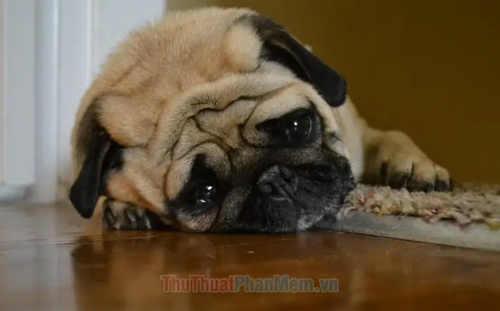 Hình Ảnh Cho Hình Ảnh Con Chó Buồn Cười: Hình Ảnh Cho Hình Ảnh Con Chó Buồn Cười: