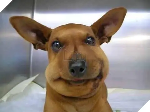 Hình Ảnh Cho Hình Ảnh Con Chó Buồn Cười: Hình Ảnh Cho Hình Ảnh Con Chó Buồn Cười: