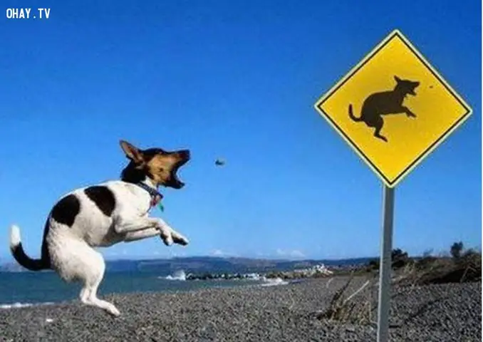 Hình Ảnh Cho Hình Ảnh Con Chó Buồn Cười: Hình Ảnh Cho Hình Ảnh Con Chó Buồn Cười: