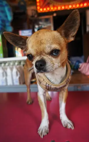 Hình Ảnh Cho Hình Ảnh Con Chó Buồn Cười: Hình Ảnh Cho Hình Ảnh Con Chó Buồn Cười: