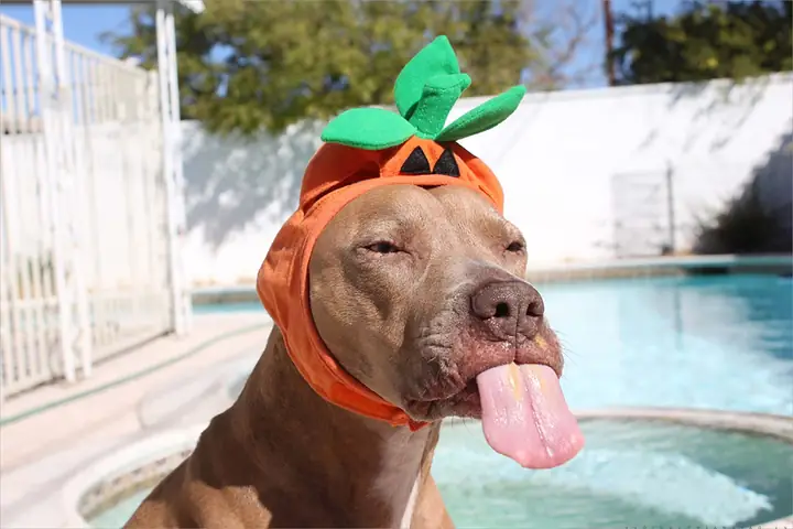 Hình Ảnh Cho Hình Ảnh Con Chó Buồn Cười: Hình Ảnh Cho Hình Ảnh Con Chó Buồn Cười: