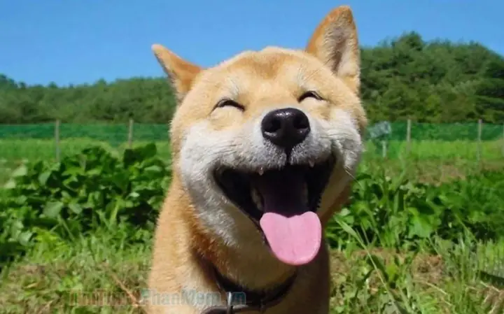 Hình Ảnh Cho Hình Ảnh Con Chó Buồn Cười: Hình Ảnh Cho Hình Ảnh Con Chó Buồn Cười: