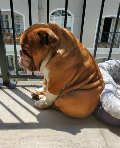 Hình Ảnh Cho Hình Ảnh Con Chó Buồn Cười: Hình Ảnh Cho Hình Ảnh Con Chó Buồn Cười: