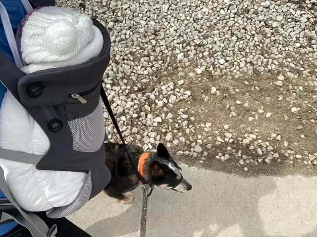 Áo Cho Chó Size Lớn: Hướng Dẫn Chọn Mua Và Sử Dụng Hiệu Quả