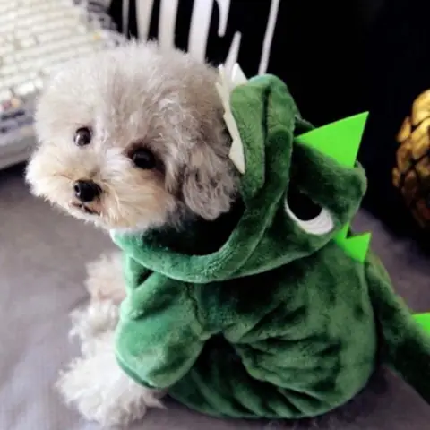 Áo Khủng Long Cho Chó: Chọn Thế Nào Để Vừa Đẹp, Vừa Thoải Mái, Vừa An Toàn?