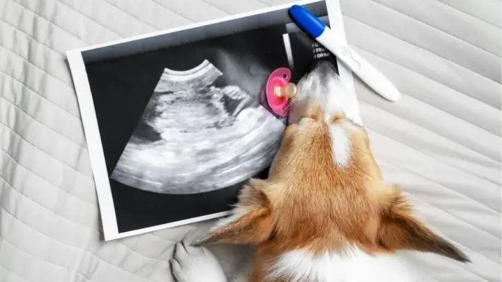 1nuôi Thú Cưng Có An Toàn Cho Mẹ Bầu Không?