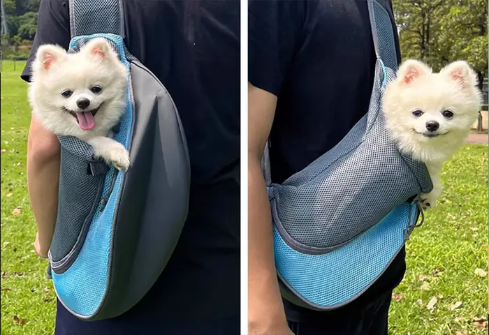 Balo Cho Chó Mèo Đeo: Hướng Dẫn Chọn & Sử Dụng An Toàn