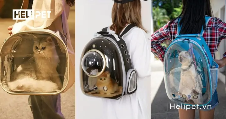Vì Sao Nên Mua Balo Chó Mèo?