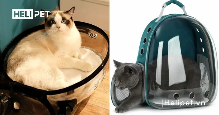 Cách Để Cho Mèo Làm Quen Với Balo Vận Chuyển