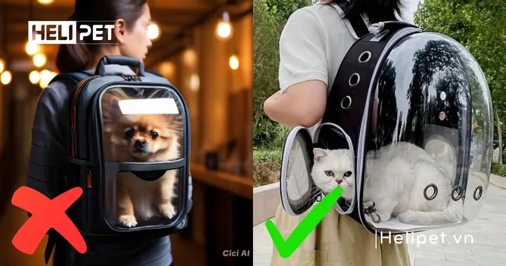 Kích Thước, Trọng Lượng Của Chó Mèo