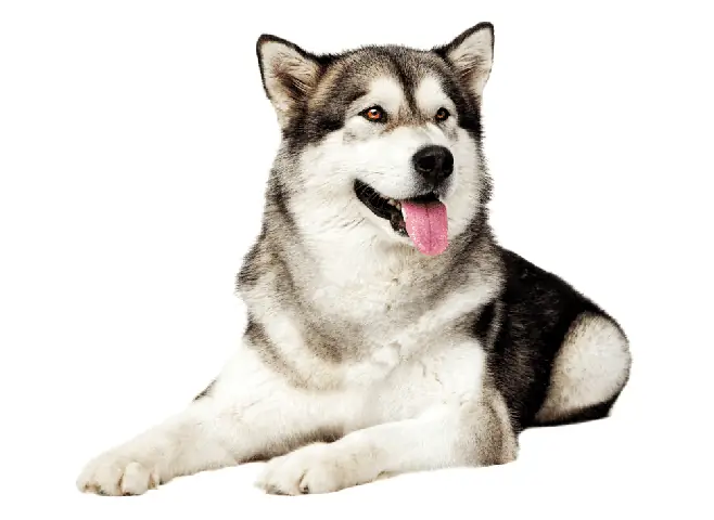 Lưu Ý Khi Nuôi Chó Alaska