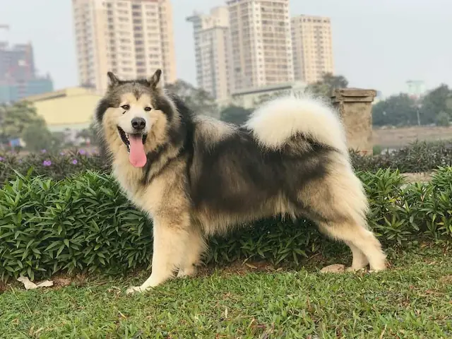 Đặc Điểm Chó Alaska