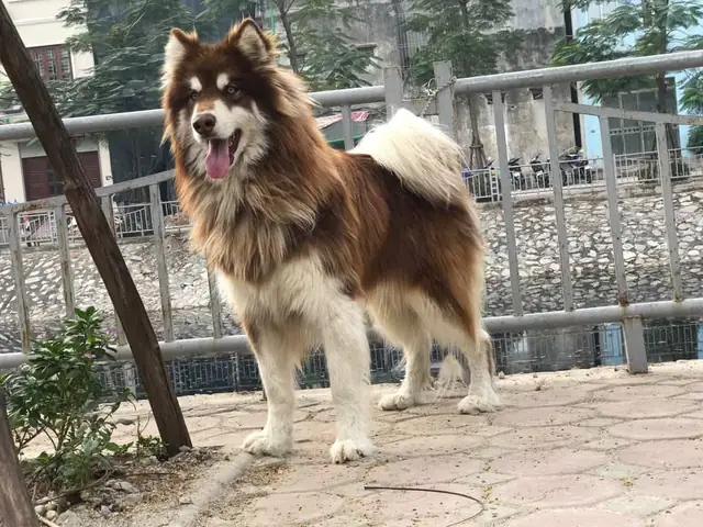 Lưu Ý Khi Huấn Luyện