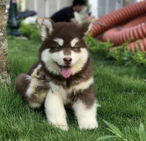 Lưu Ý Khi Chọn Mua Chó Alaska