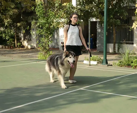 Lý Do Nên Nuôi Chó Alaska