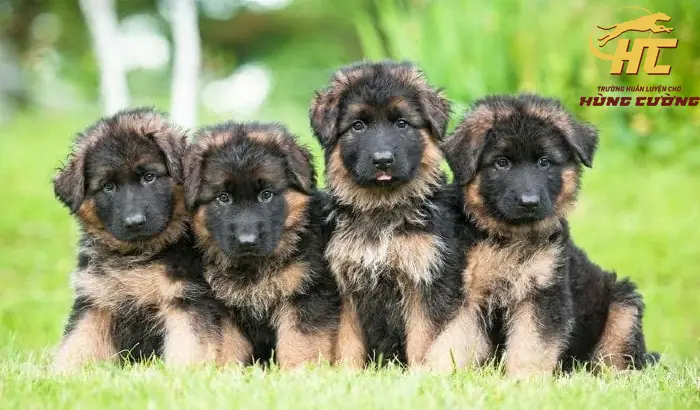 Hướng Dẫn Chọn Mua Chó Becgie Thuần Chủng Tại Biên Hòa: Từ A Đến Z Cho Người Mới Bắt Đầu Hướng Dẫn Chọn Mua Chó Becgie Thuần Chủng Tại Biên Hòa: Từ A Đến Z Cho Người Mới Bắt Đầu