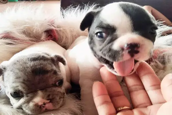 Nguyên Nhân Bạn Nên Nuôi Chó Pull Pháp