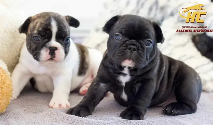 Chó Bull Pháp Ở Tp.hcm: Giá Bán, Nơi Mua Uy Tín Và Kinh Nghiệm Chăm Sóc