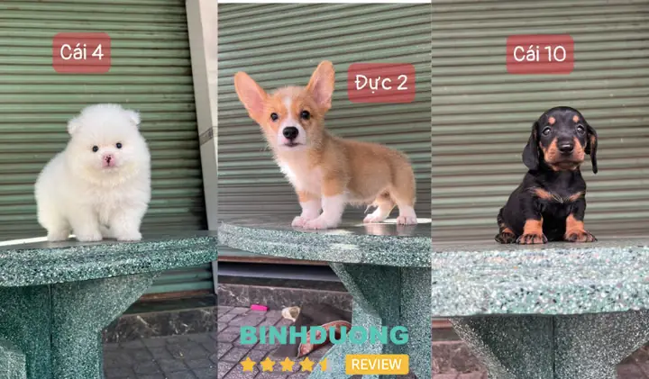 Chó Cảnh Bình Dương