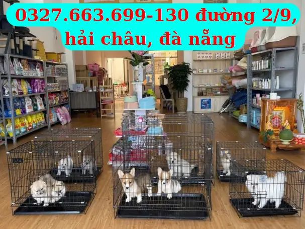 Mua Bán Chó Cảnh Hải Phòng: Địa Chỉ Uy Tín, Giá Tốt & Kinh Nghiệm Chọn Giống