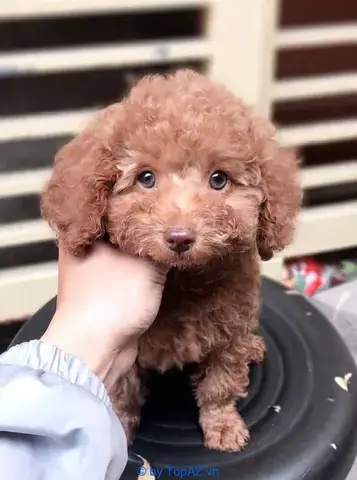 Các Giống Chó Cảnh Phổ Biến Được Ưa Chuộng Ở Thái Bình