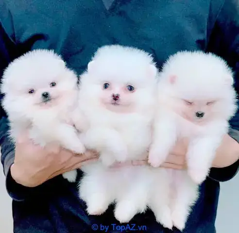 Kinh Nghiệm Và Lưu Ý Quan Trọng Khi Mua Chó Cảnh Tại Thái Bình