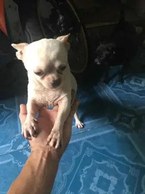 Bán Chó Chihuahua Cần Thơ: Hướng Dẫn Chi Tiết Từ A-z Để Chọn Mua Và Chăm Sóc