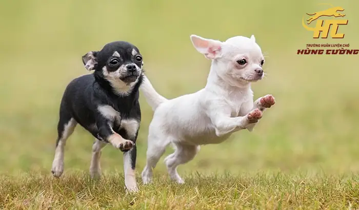 Bán Chó Chihuahua Cần Thơ: Hướng Dẫn Chi Tiết Từ A-z Để Chọn Mua Và Chăm Sóc