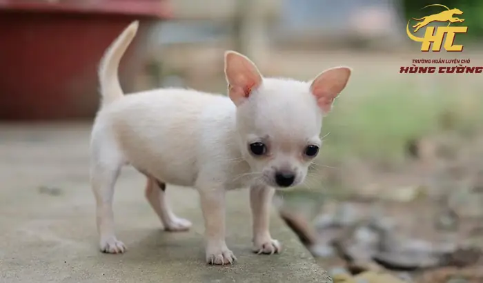 Bán Chó Chihuahua Cần Thơ: Hướng Dẫn Chi Tiết Từ A-z Để Chọn Mua Và Chăm Sóc
