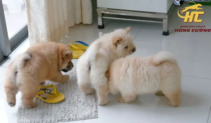 Tại Sao Nên Mua Chó Chow Chow Tại Hùng Cường