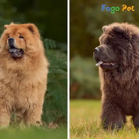 Những Lý Do Bạn Nên Nuôi Chó Chow Chow