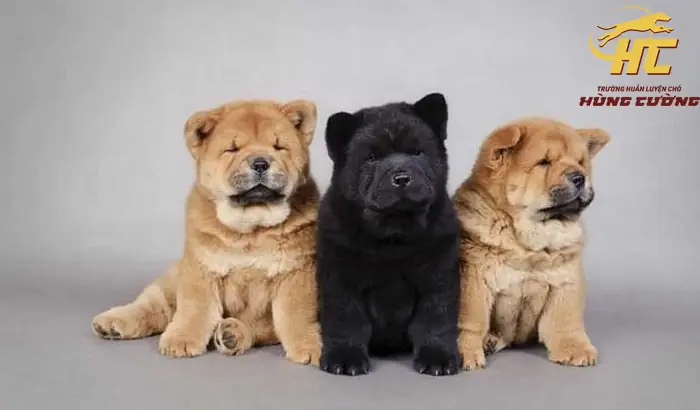 Mua Bán Chó Chow Chow Thuần Chủng Giá Tốt Tại Tphcm