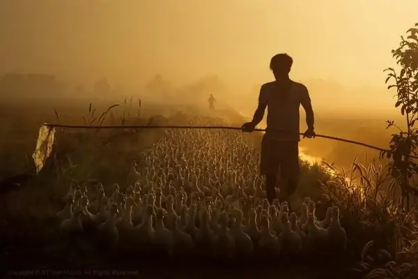 Chăn Nuôi Rồi Bán Cho Người Ta Giết Thịt Thì Tội Nghiệp Có Nặng Không? Chăn Nuôi Rồi Bán Cho Người Ta Giết Thịt Thì Tội Nghiệp Có Nặng Không?