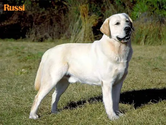 Mua Chó Cocker Spaniel Tại Hà Nội: Hướng Dẫn Chi Tiết Từ A-z Mua Chó Cocker Spaniel Tại Hà Nội: Hướng Dẫn Chi Tiết Từ A-z