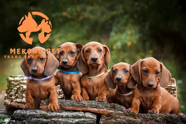 Mua Bán Chó Con Tại Cần Thơ: Địa Chỉ Uy Tín, Giá Cả Và Kinh Nghiệm Chọn Nuôi