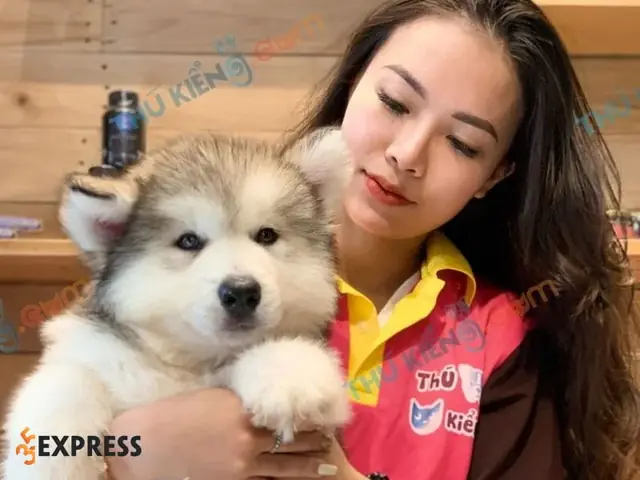 Thú Kiểng Việt Nam – Địa Chỉ Bán Chó Con Giá Rẻ Tphcm