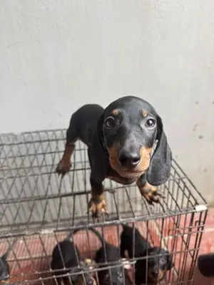 Bán Chó Dachshund Hà Nội: Hướng Dẫn Chi Tiết Từ A-z Để Chọn Mua Và Chăm Sóc Bán Chó Dachshund Hà Nội: Hướng Dẫn Chi Tiết Từ A-z Để Chọn Mua Và Chăm Sóc