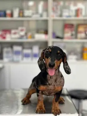 Bán Chó Dachshund Hà Nội: Hướng Dẫn Chi Tiết Từ A-z Để Chọn Mua Và Chăm Sóc Bán Chó Dachshund Hà Nội: Hướng Dẫn Chi Tiết Từ A-z Để Chọn Mua Và Chăm Sóc