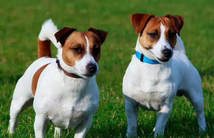 Ngoại Hình Chó Jack Russell Terrier Ngoại Hình Chó Jack Russell Terrier