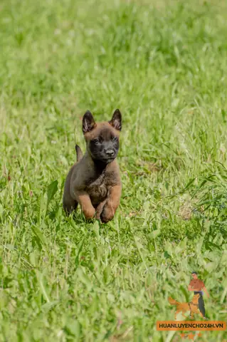Dịch Vụ Mua Bán Chó Malinois Uy Tín Và Chất Lượng Tại Trường Huấn Luyện Chó Sài Gòn 24h Dịch Vụ Mua Bán Chó Malinois Uy Tín Và Chất Lượng Tại Trường Huấn Luyện Chó Sài Gòn 24h