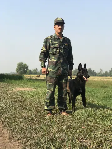 Mua Bán Chó Malinois Thuần Chủng