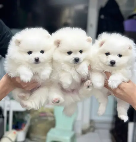 Mua Bán Phốc Sóc Hà Nội